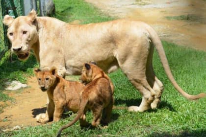 a famosa safari wonderland